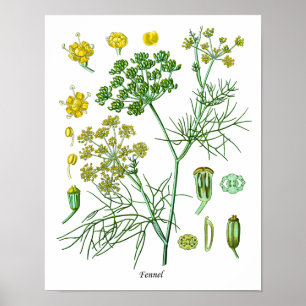 Poster Fennel Herb Botanique Illustration Décor Cuisine