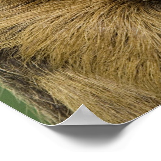 Poster Fente avec Citrouille (Coin)