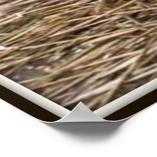 Poster Feral Kittens (Coin)