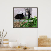 Poster Feral Kittens (Cuisine)