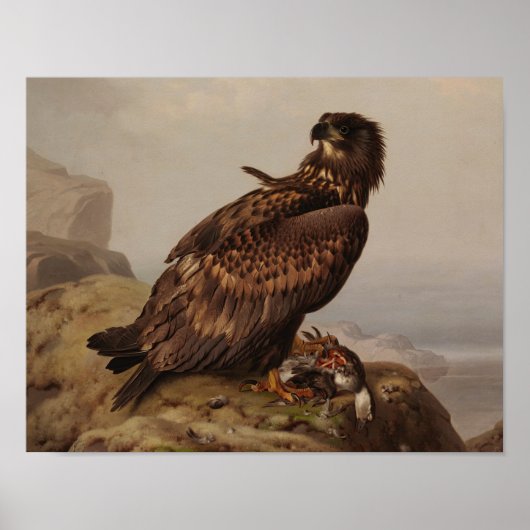 Poster Ferdinand von Wright - Aigle à queue blanche (Devant)