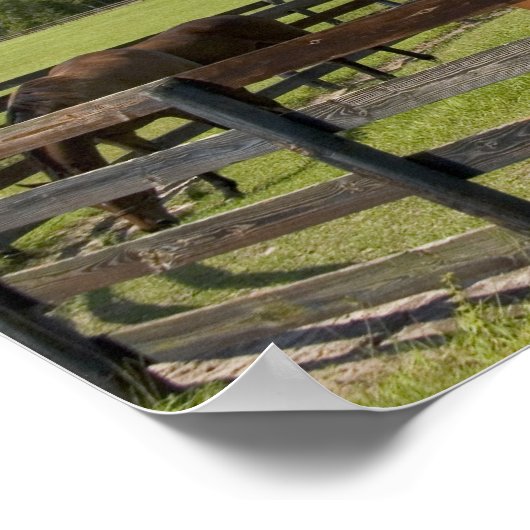 Poster Ferme à cheval Thoroughbred dans le comté de Mario (Coin)