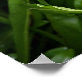 Poster Ferme à poissons (Coin)