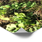 Poster Ferme de canneberges, Long Beach, Washington (Coin)