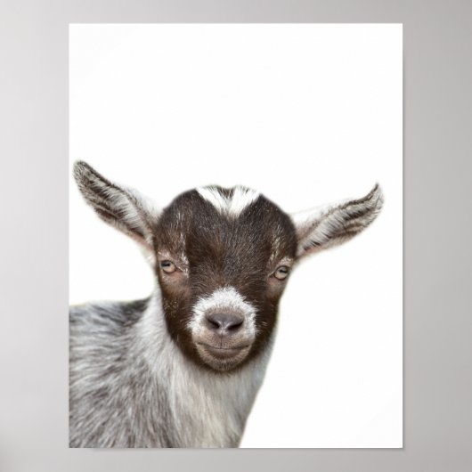 Poster ferme de chèvres photo animal peekaboo salle pour (Devant)