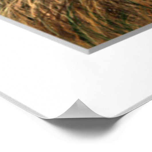 Poster Ferme de faisan (Coin)