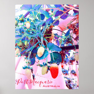 Poster Ferme de fraises Port Macquarie Australie