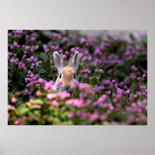 Poster Ferme de lapins (Devant)