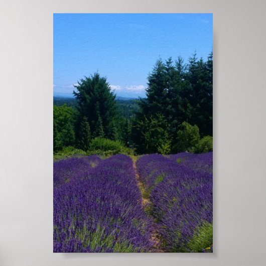 Poster Ferme de lavande (Devant)