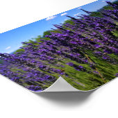 Poster Ferme de Lavender (Coin)