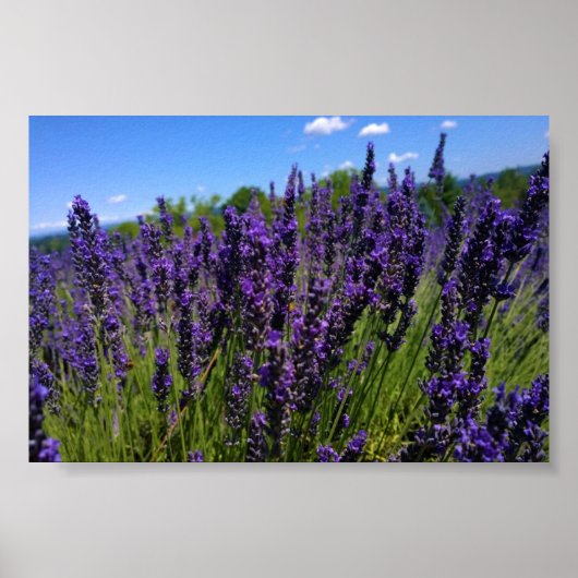 Poster Ferme de Lavender (Devant)