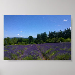 Poster Ferme de Lavender