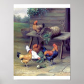 Poster Ferme de navets de coq (Devant)