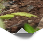 Poster Fermer Bébé mignonne Bois de la marmotte (Coin)