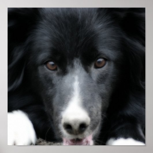 Poster Fermer Bordure noire Collie Chien Visage Orton Art (Devant)
