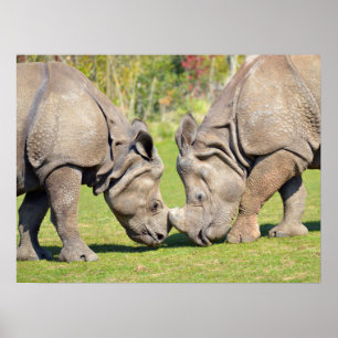 Poster Fermer deux rhinocéros indiens