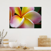 Poster Fermer Frangipani (Cuisine)