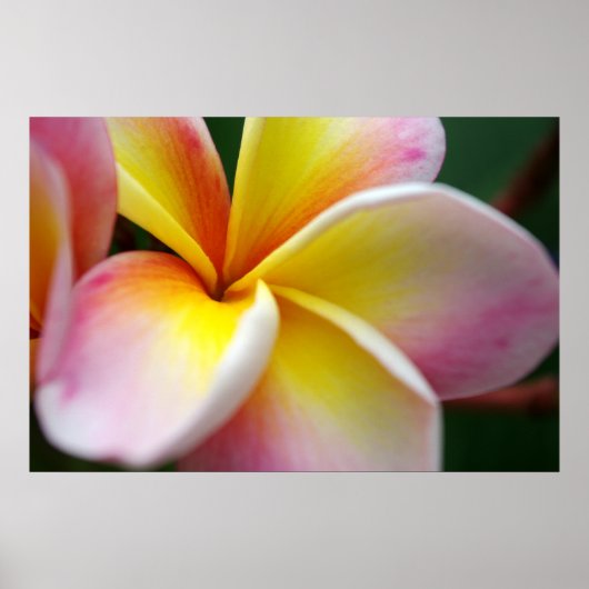 Poster Fermer Frangipani (Devant)