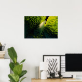 Poster Fermer la feuille Hosta verte sur le noir (Bureau à domicile)