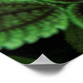 POSTER FERMER LA PHOTO DU PLANTE VERT EN FED (Coin)