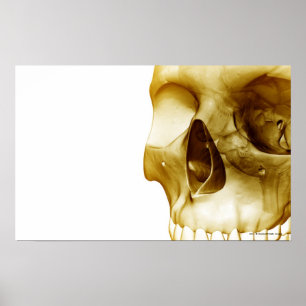 Poster Fermer la vue frontale du cerveau à l'intérieur du