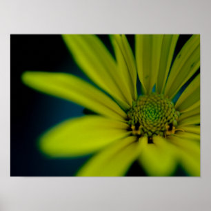 Poster Fermer le Fleur sauvage jaune