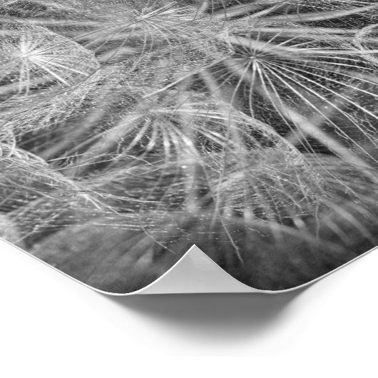 Poster Fermer Macro Dandelion Puffball Nature (Coin)