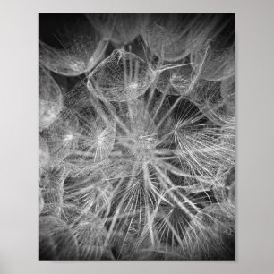 Poster Fermer Macro Dandelion Puffball Nature