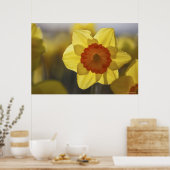 Poster Fermer une jonquille jaune/orange (Cuisine)