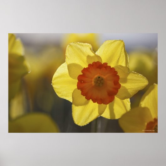Poster Fermer une jonquille jaune/orange (Devant)