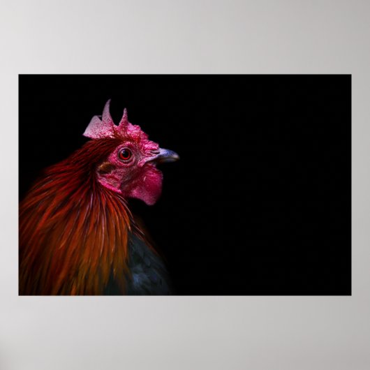 Poster Fermes | Tête de coq (Devant)