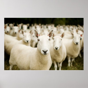 Poster Fermes Troupeau de moutons