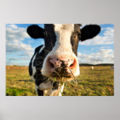 Poster Fermes | Vache Holstein Chewing (Devant)
