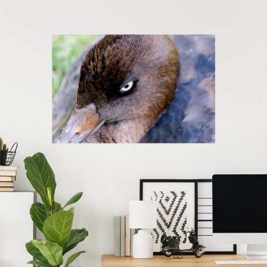 Poster Fermeture de canard Imprimer (Bureau à domicile)