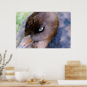 Poster Fermeture de canard Imprimer (Cuisine)