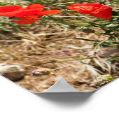 Poster Fermeture de la fête de la feuille de coquelicots (Coin)