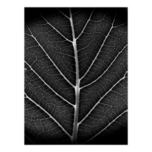 Poster Fermeture de la feuille brillante noire et blanche