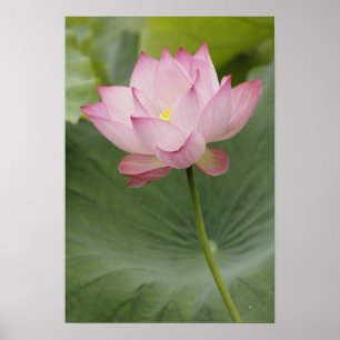 Poster Fermeture de la fleur de Lotus, Nelumbo nucifera),