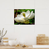 Poster Fermeture de la fleur de Magnolia (Cuisine)