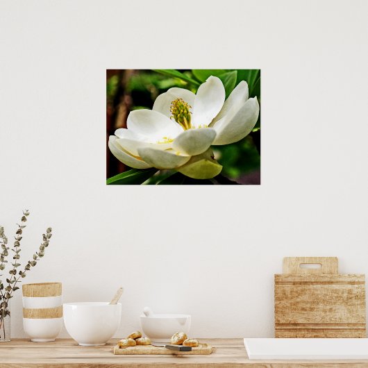 Poster Fermeture de la fleur de Magnolia (Cuisine)