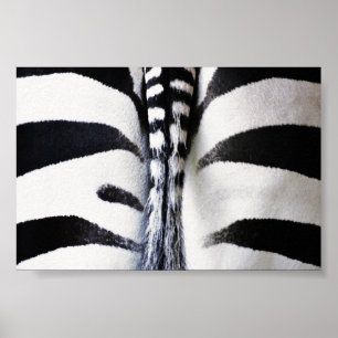 Poster Fermeture de la queue de Zebra
