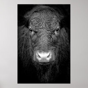 POSTER FERMETURE DE LA VACHE HIGHLAND - NOIR ET BLANC