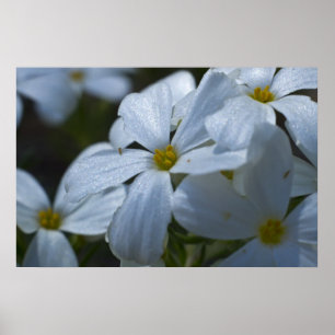 Poster Fermeture de Phlox