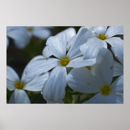 Poster Fermeture de Phlox (Devant)