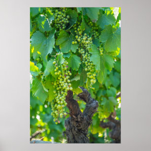 Poster Fermeture Des Raisins En Train De Maturer