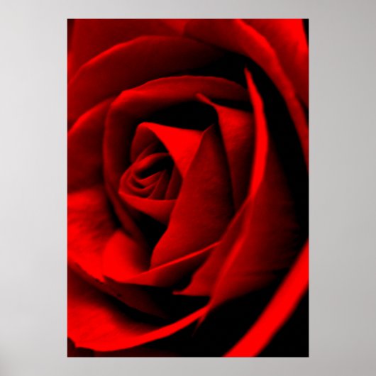 Poster Fermeture rose (Devant)