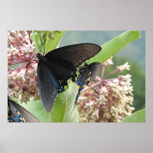 Poster Fermez Beauté sur la promenade Blue Ridge. (Devant)