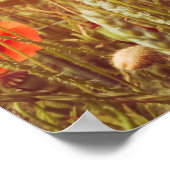 Poster Fermez les pavots sur le terrain. Fleurs sauvages  (Coin)