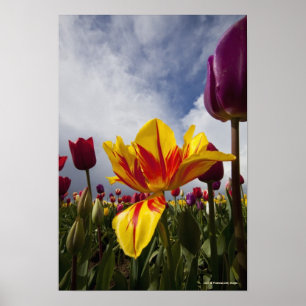 Poster Fermez-vous des tulipes de floraison colorées en