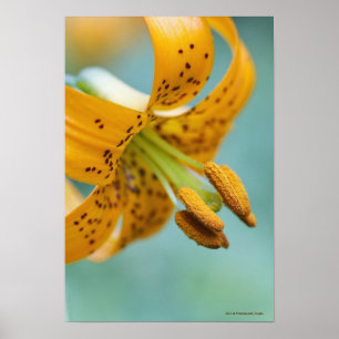 Poster Fermez-vous d'un lis jaune